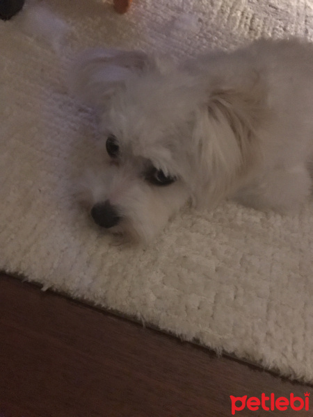 Maltese, Köpek  Lokum fotoğrafı