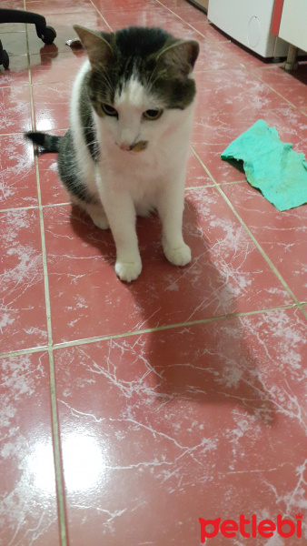 Tekir Kedi, Kedi  Azman fotoğrafı