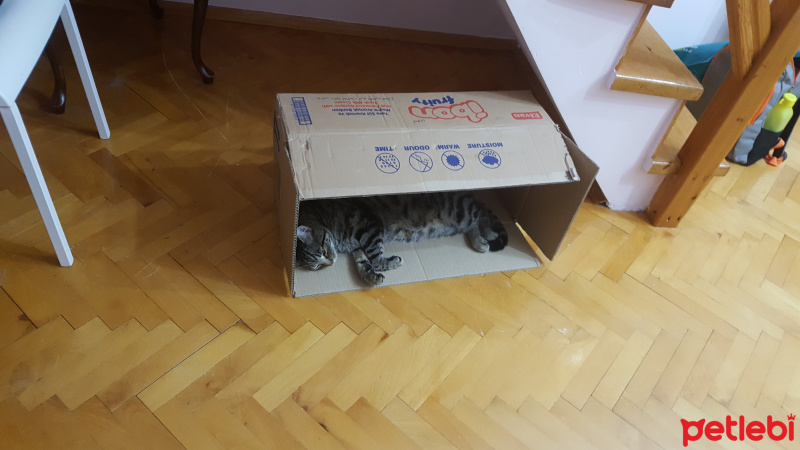 Tekir Kedi, Kedi  Müdür fotoğrafı