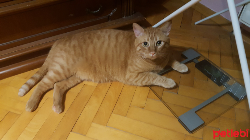 Sarman, Kedi  Mısır fotoğrafı