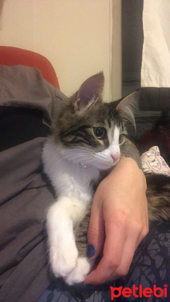Tekir Kedi, Kedi  Kızım fotoğrafı