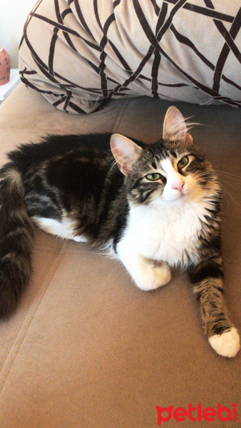 Tekir Kedi, Kedi  Kızım fotoğrafı