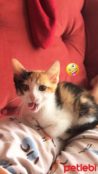 Tekir Kedi, Kedi  Kızım fotoğrafı