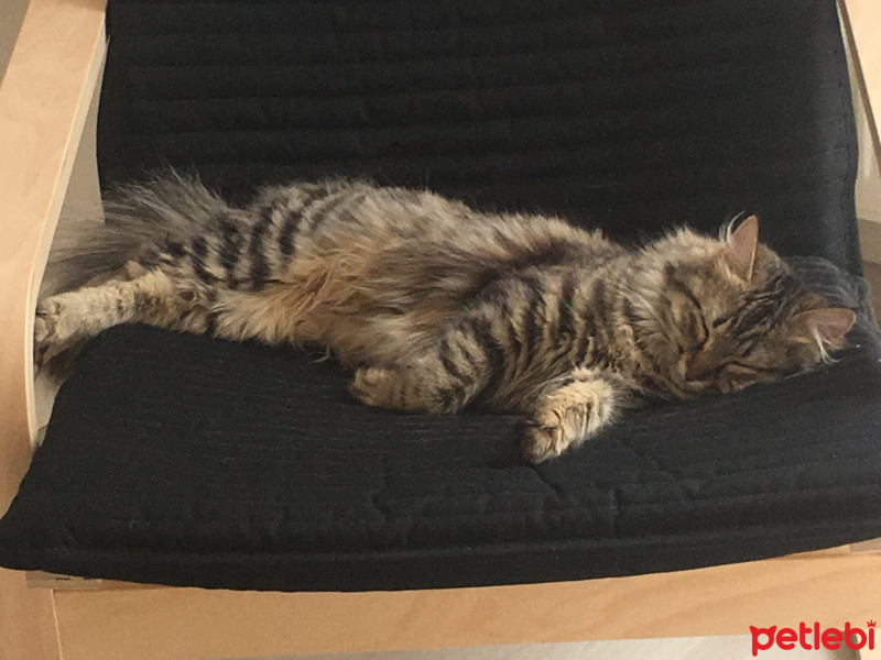 Maine Coon, Kedi  Arven fotoğrafı
