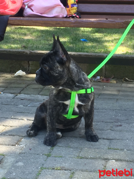 Fransız Bulldog, Köpek  CESUR fotoğrafı
