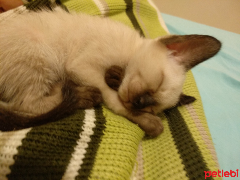 Siyam Kedisi, Kedi  Lucky fotoğrafı