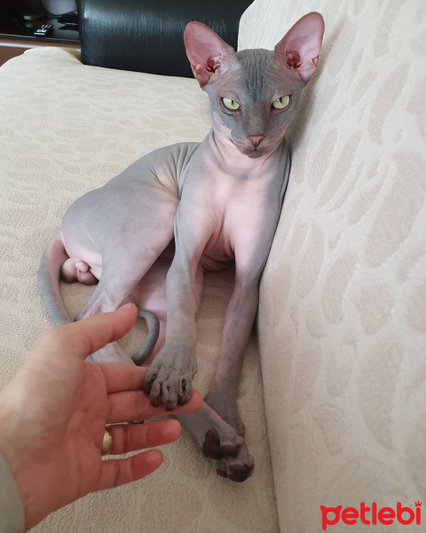 Sphynx, Kedi  Anthony fotoğrafı