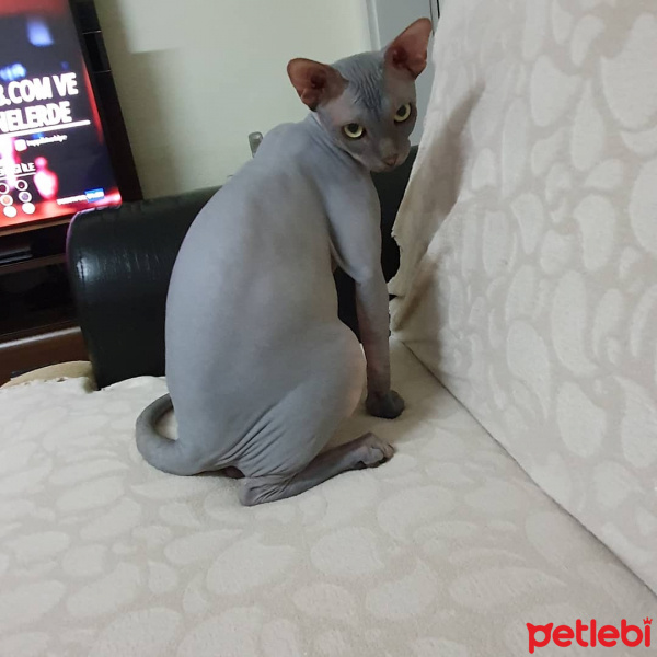 Sphynx, Kedi  Anthony fotoğrafı