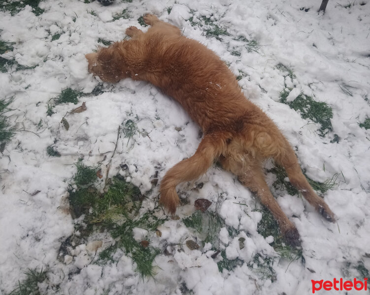 Golden Retriever, Köpek  Güneş fotoğrafı