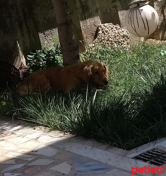 Golden Retriever, Köpek  Güneş fotoğrafı