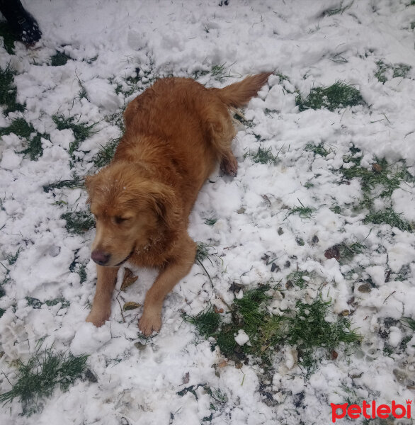 Golden Retriever, Köpek  Güneş fotoğrafı