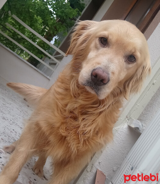 Golden Retriever, Köpek  Güneş fotoğrafı