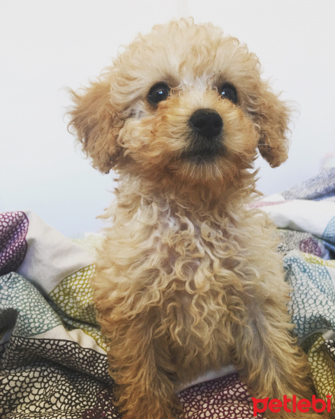 Poodle (Minyatür Kaniş), Köpek  FISTIK fotoğrafı