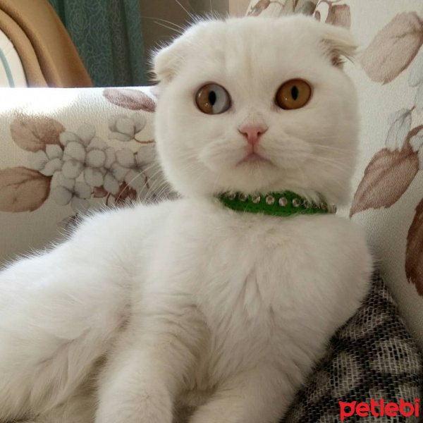 Scottish Fold, Kedi  Mia fotoğrafı