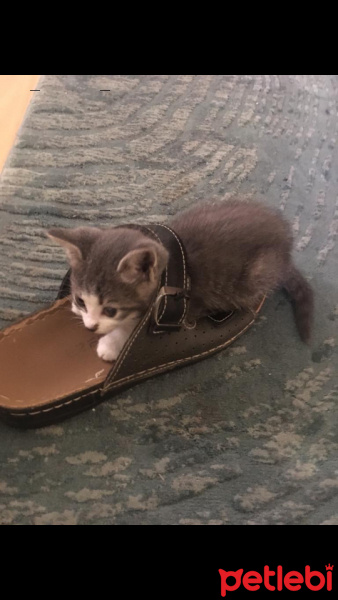 Tekir Kedi, Kedi  Çakıl fotoğrafı