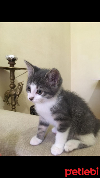 Tekir Kedi, Kedi  Çakıl fotoğrafı