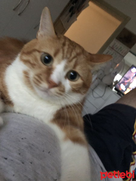 Tekir Kedi, Kedi  Cafi fotoğrafı