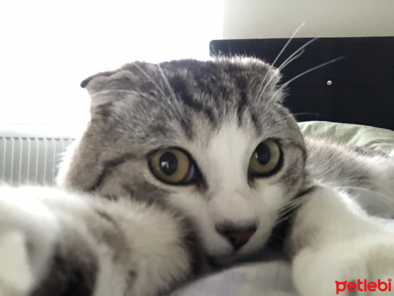Scottish Fold, Kedi  Leo fotoğrafı