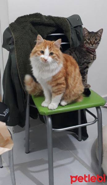 Sarman, Kedi  Fındık fotoğrafı