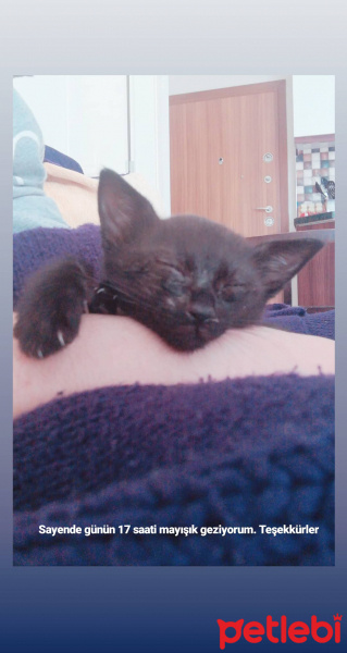 Tekir Kedi, Kedi  Lily fotoğrafı