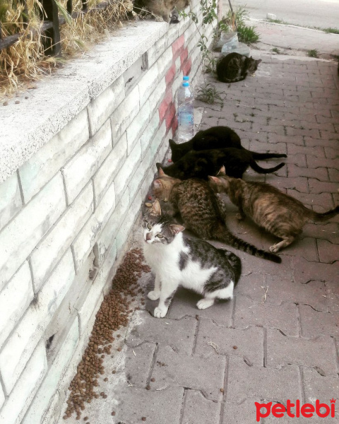 Abyssinian, Kedi  kedi fotoğrafı