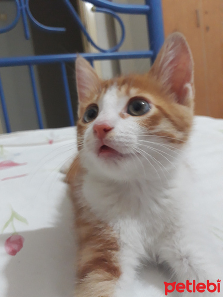 Tekir Kedi, Kedi  Tarçın fotoğrafı