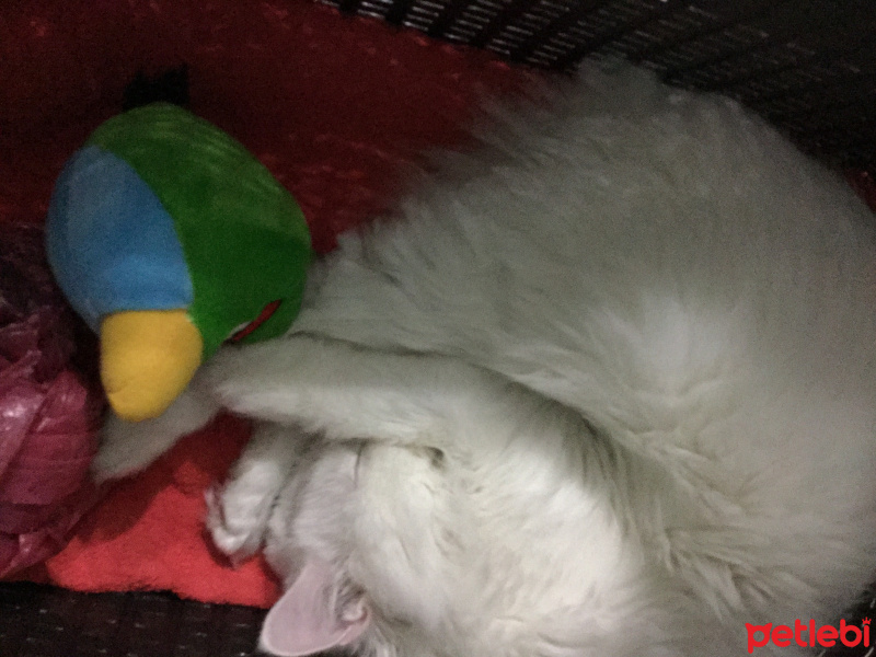 Van Kedisi, Kedi  Casper fotoğrafı