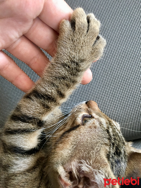 Tekir Kedi, Kedi  Mia fotoğrafı