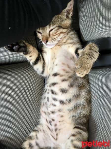 Tekir Kedi, Kedi  Mia fotoğrafı