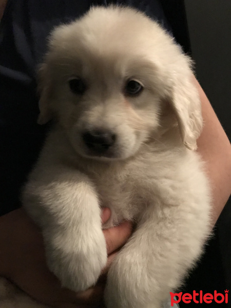Golden Retriever, Köpek  KAJU fotoğrafı