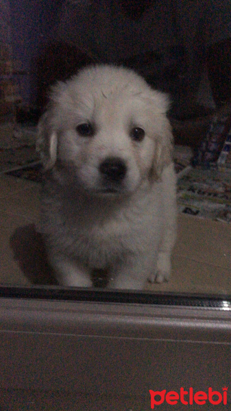 Golden Retriever, Köpek  KAJU fotoğrafı