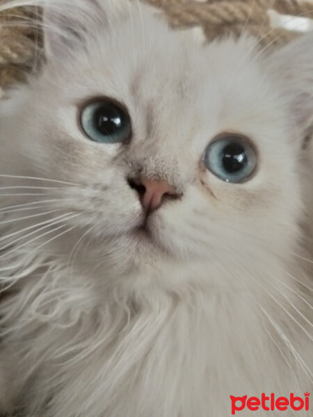 British Shorthair, Kedi  Amilia fotoğrafı