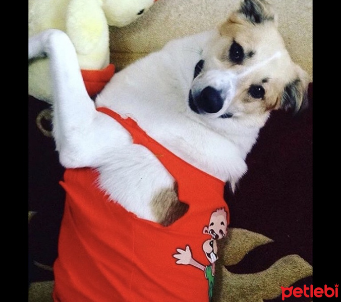 Kangal, Köpek  Pamuk fotoğrafı