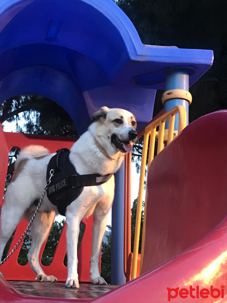 Kangal, Köpek  Pamuk fotoğrafı