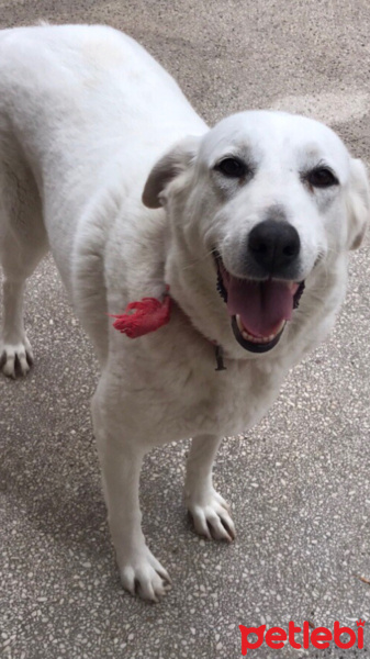 Kangal, Köpek  Pamuk fotoğrafı