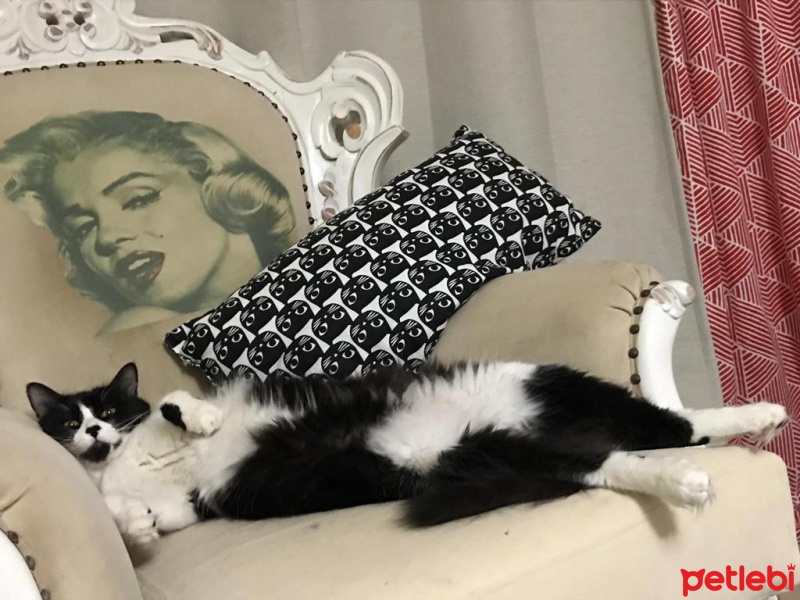 Norwegian Forest, Kedi  Prenses fotoğrafı