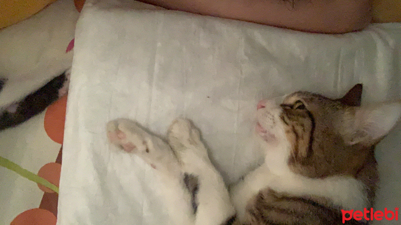 Tekir Kedi, Kedi  Sürmeğliğ fotoğrafı