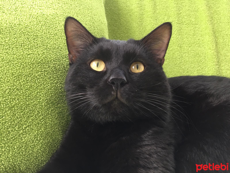 Bombay, Kedi  Tedy&Odin fotoğrafı