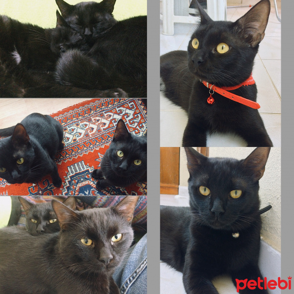 Bombay, Kedi  Tedy&Odin fotoğrafı