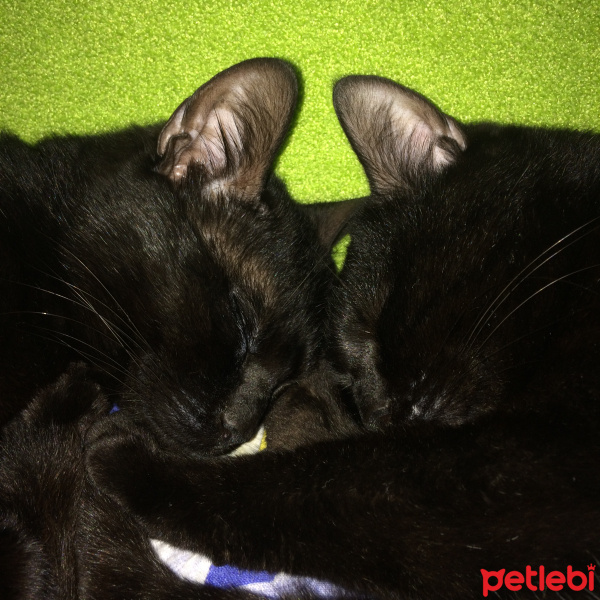 Bombay, Kedi  Tedy&Odin fotoğrafı