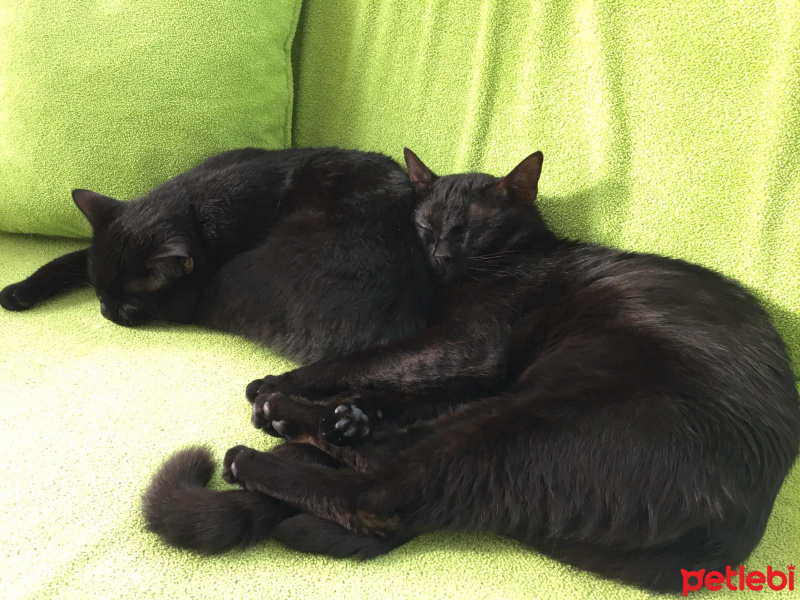 Bombay, Kedi  Tedy&Odin fotoğrafı