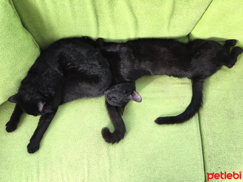 Bombay, Kedi  Tedy&Odin fotoğrafı