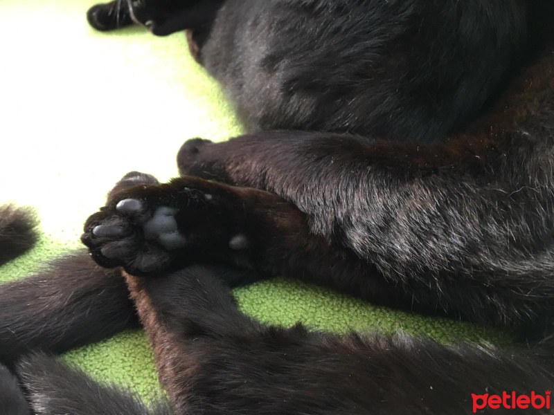 Bombay, Kedi  Tedy&Odin fotoğrafı