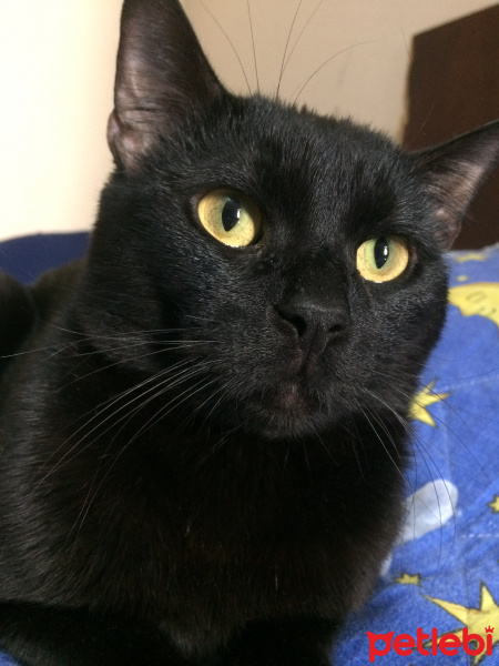 Bombay, Kedi  Tedy&Odin fotoğrafı