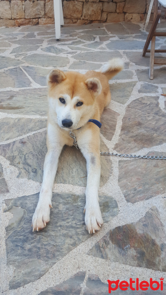 Akita İnu, Köpek  Asya fotoğrafı