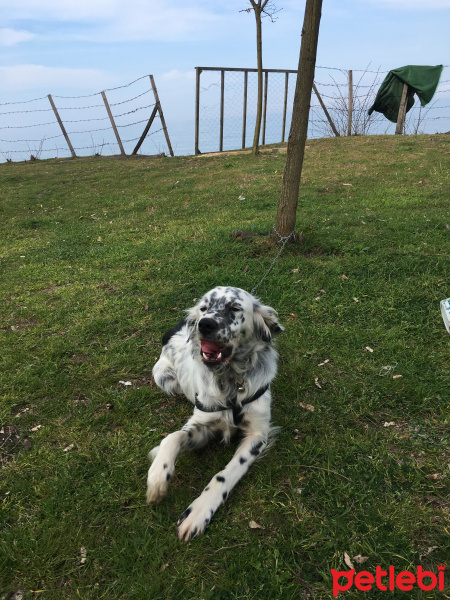 İngiliz Setter, Köpek  Oscar fotoğrafı