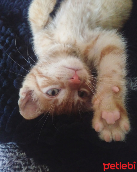 Tekir Kedi, Kedi  Chuck fotoğrafı