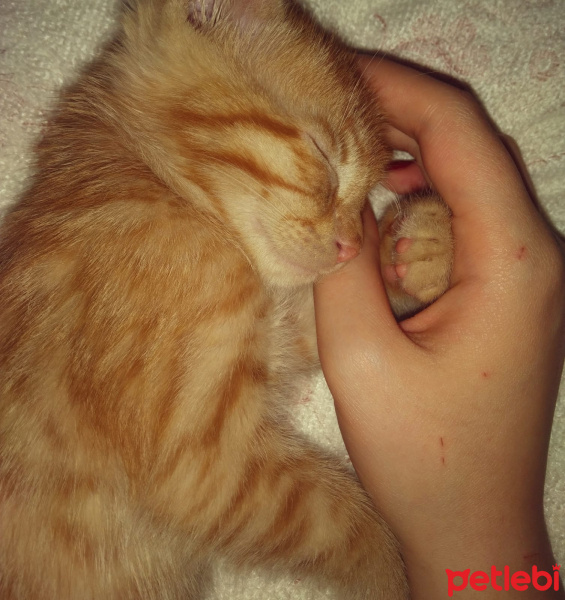 Tekir Kedi, Kedi  Chuck fotoğrafı