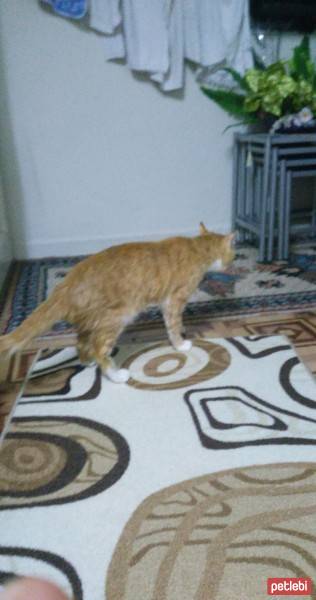 Tekir Kedi, Kedi  Karamel fotoğrafı