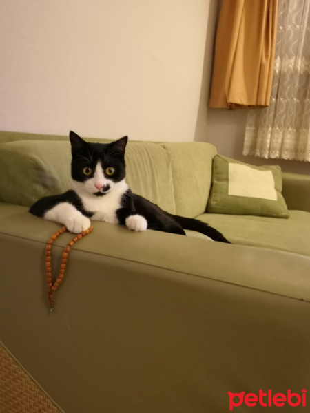 Tekir Kedi, Kedi  MUZO fotoğrafı